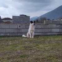 سگ دورگ سراب فوری|سگ|چابکسر, |دیوار