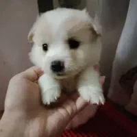 توله سگ پامر خرسی