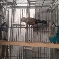 جوجه سهره|پرنده|شیراز, شهرک جماران|دیوار