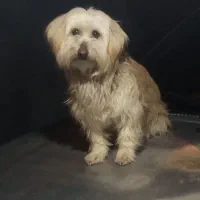 شیتزو|سگ|یاسوج, |دیوار