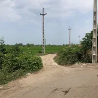 فروش شالیزار 900 متری عینک