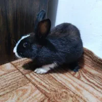 خرگوش مشگی و قوای وسفید برای فروش|موش و خرگوش|اسالم, |دیوار