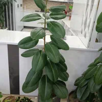 گل گوش فیل|گل و گیاه طبیعی|شاهین دژ, |دیوار
