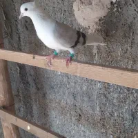 کبوتر دوکت|حیوانات|مبارکه, |دیوار