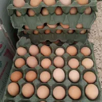 تخم مرغ بومی کلی و جزئی