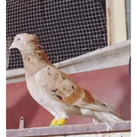 دم‌سفید شامی هفت رنگ|پرنده|مشهد, نوید|دیوار