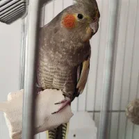 پرنده عروس هلندی ماده آماده جفتگیری (تخم گذار)