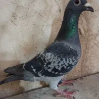 سه تا حیوون نر