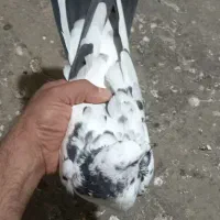 کبوتر ابلغ|پرنده|برازجان, |دیوار