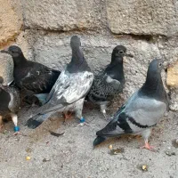 جوجه پلاکی