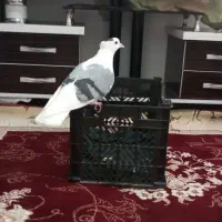 کبوترپشتی بالغ ماده|پرنده|مشهد, شهید علی محمدی|دیوار