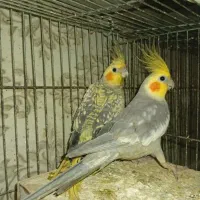 عروس هلندی|پرنده|گرگان, |دیوار