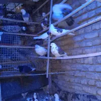 تعداد ۵۰ عددکبوتریکجا|پرنده|رباط‌کریم, الارد|دیوار