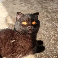 اسکاتیش فولد ماده