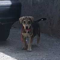 توله سگ پژدر ماده