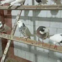 کفتر|پرنده|کبودرآهنگ, |دیوار