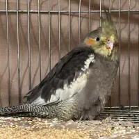 عروس هلندی