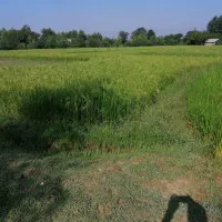 زمین-زراعی-شالیزار-8هزار-متری