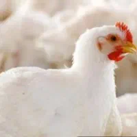 فروش مرغ روز تازه سرزده بدون پوست با دل و جیگر