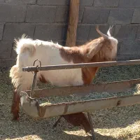 بزغاله افغانی نر|حیوانات مزرعه|ساوه, |دیوار