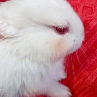 خرگوش|موش و خرگوش|قزوین, |دیوار