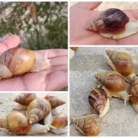 حلزون اچاتینا نیمه مولد