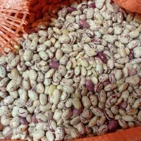 فروش لوبیا چیتی|خوردنی و آشامیدنی|تبریز, |دیوار
