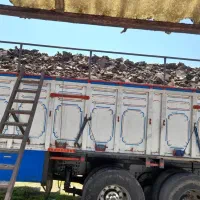 مرغ کودمرغی