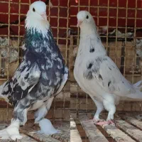 طوقی و شازده و کله ای