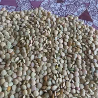 عدس ممتاز