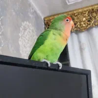 طوطی کوتوله