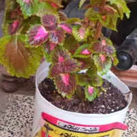 گل طعبی|گل و گیاه طبیعی|خرم‌آباد, |دیوار