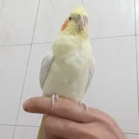 عروس ماده کاملا رام دستی