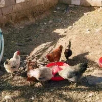 مرغ رسمی