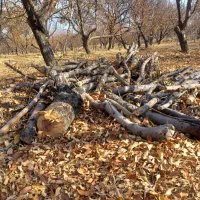 چوب و درخت|خدمات باغبانی و درختکاری|همدان, |دیوار