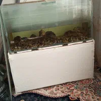 اکواریوم وکبوتر رنگه