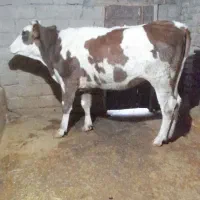 گوساله ،گاو ،تلیسه سیمینتال|حیوانات مزرعه|بیلوار, |دیوار