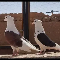 دم سفید و دوکت