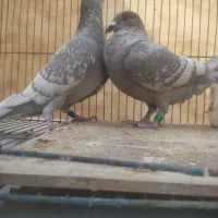 کبوترطاوسی