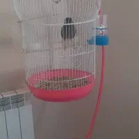 مرغ مینا پرنده طوطی سخن قناری مرغ عشق کاسکو