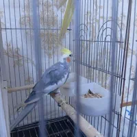 عروس هلندی سخنگو|پرنده|سنندج, |دیوار