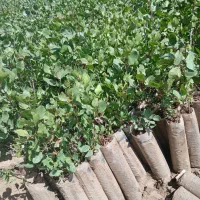 نهال پسته امسالی. ۱۷یک ساله خوب