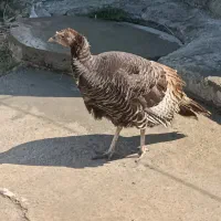 ۶عددبوقلمون فروشی