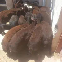 بره نر قزل افشار