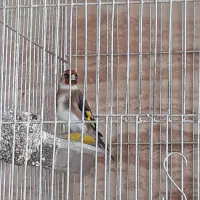 سهره ماده آماده