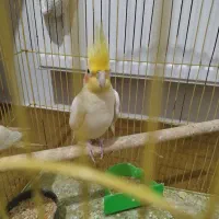 پرنده عروس|پرنده|مشکین‌دشت, |دیوار