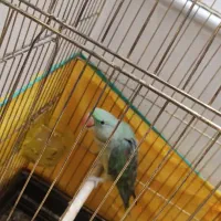 شاه طوطی ۵ ماهه نر