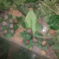 حلزون|خزنده|نجفآباد, شریعتی|دیوار