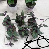 همایش روز مادر گلخانه گل و گیاه|گردهمایی و همایش|مشهد, حیدرآباد|دیوار