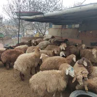 گوسفند     زنده     شبانه روزی     اسلام شهر